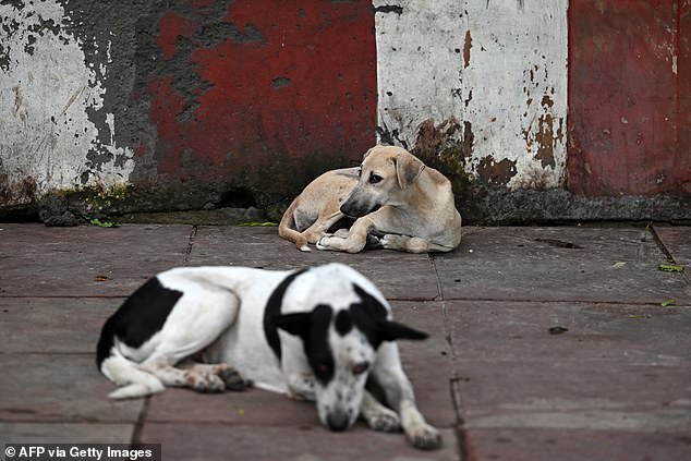 India's Mega Shelter Plan for Stray Dogs Branded Public Health Disaster
