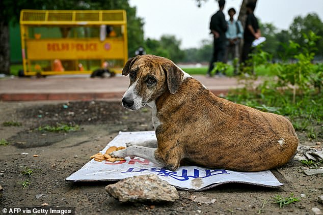 India's Mega Shelter Plan for Stray Dogs Branded Public Health Disaster
