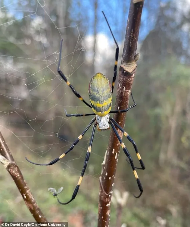 Joro Spider's Terrifying Expansion: Ballooning Spiders Spread Across the U.S. with Potential for Continent-Wide Infestation