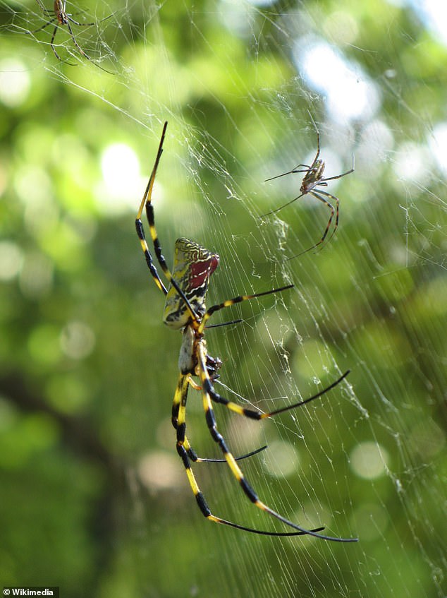 Joro Spider's Terrifying Expansion: Ballooning Spiders Spread Across the U.S. with Potential for Continent-Wide Infestation