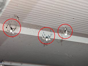 Joro Spider's Terrifying Expansion: Ballooning Spiders Spread Across the U.S. with Potential for Continent-Wide Infestation