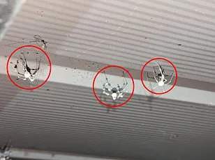 Joro Spider's Terrifying Expansion: Ballooning Spiders Spread Across the U.S. with Potential for Continent-Wide Infestation