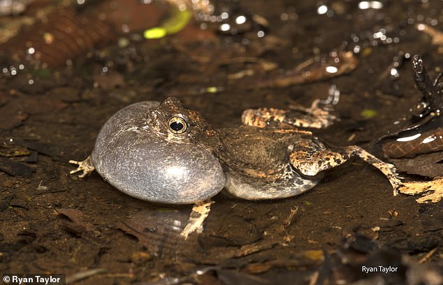 The Wild World of Animal Mating Calls: How Humans Rate Their Appeal in a New Online Quiz
