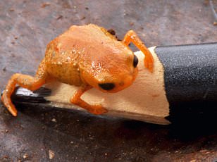 The Wild World of Animal Mating Calls: How Humans Rate Their Appeal in a New Online Quiz