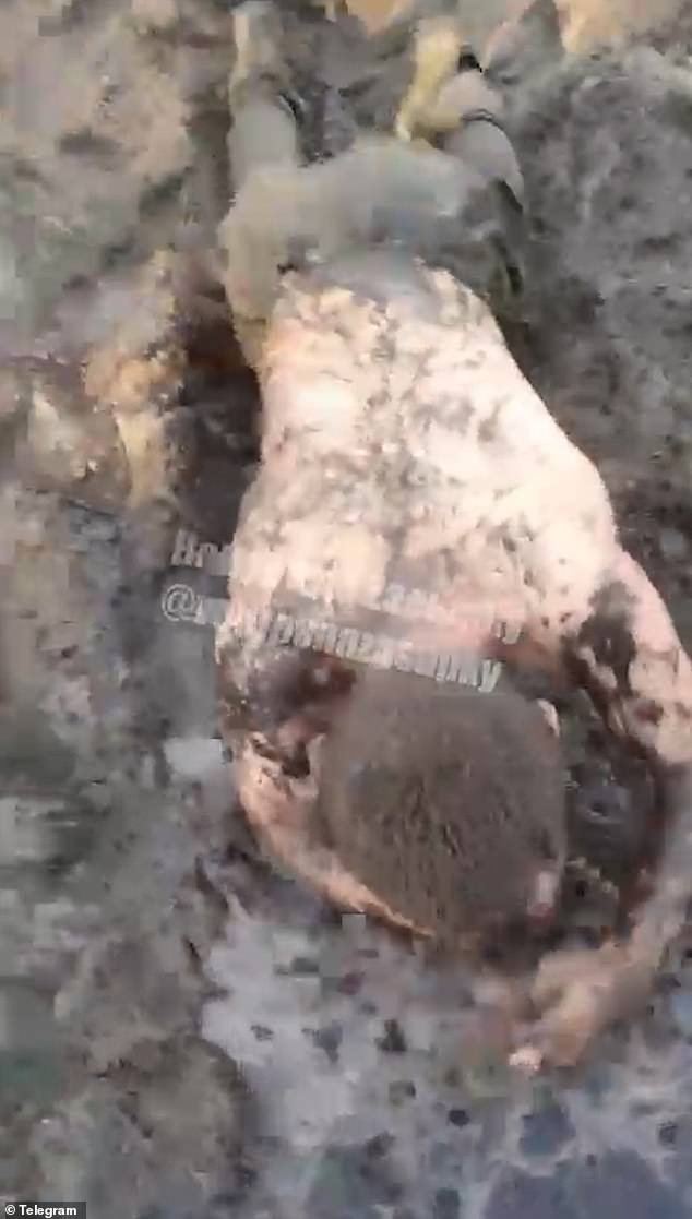 Harrowing Footage Reveals Brutal Treatment of Russian Soldiers on Ukraine Frontlines