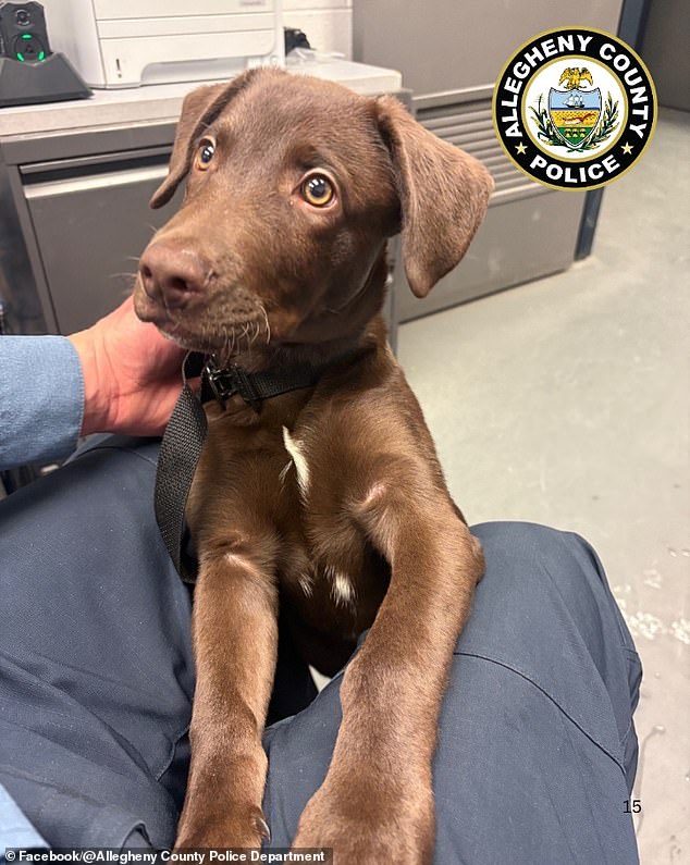 Distressed Chocolate Labrador Rescued After Being Abandoned at Pittsburgh Airport by Owner