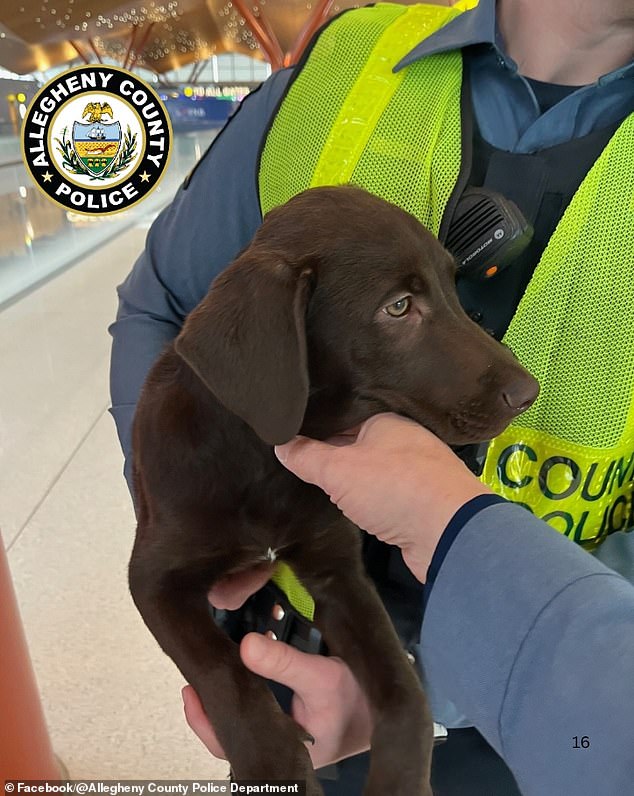 Distressed Chocolate Labrador Rescued After Being Abandoned at Pittsburgh Airport by Owner