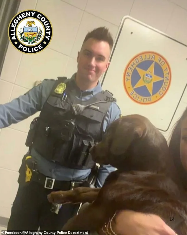 Distressed Chocolate Labrador Rescued After Being Abandoned at Pittsburgh Airport by Owner