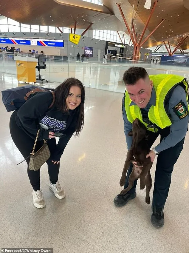 Distressed Chocolate Labrador Rescued After Being Abandoned at Pittsburgh Airport by Owner