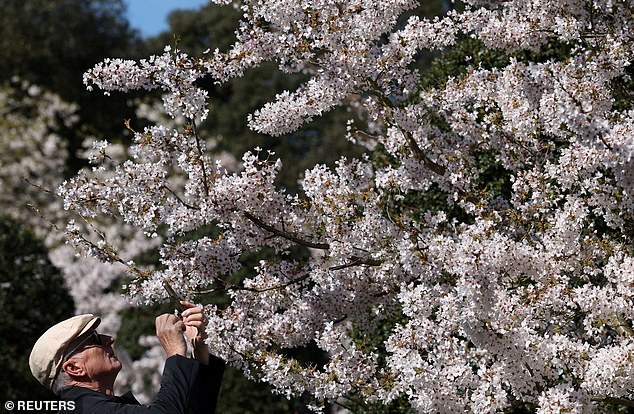 A Bloomin' Great Year for Cherry Blossoms Amid Bizarre UK Weather Shift