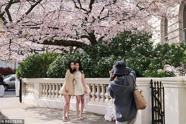 A Bloomin' Great Year for Cherry Blossoms Amid Bizarre UK Weather Shift
