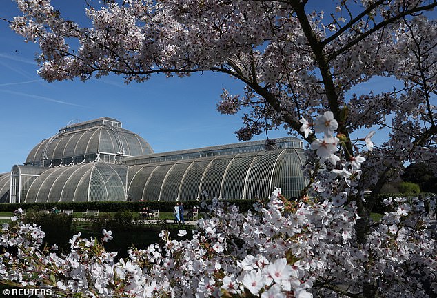 A Bloomin' Great Year for Cherry Blossoms Amid Bizarre UK Weather Shift