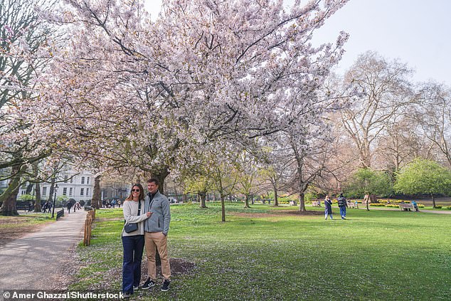 A Bloomin' Great Year for Cherry Blossoms Amid Bizarre UK Weather Shift