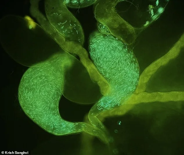 Regular Ejaculation Linked to Improved Sperm Quality, Study Finds