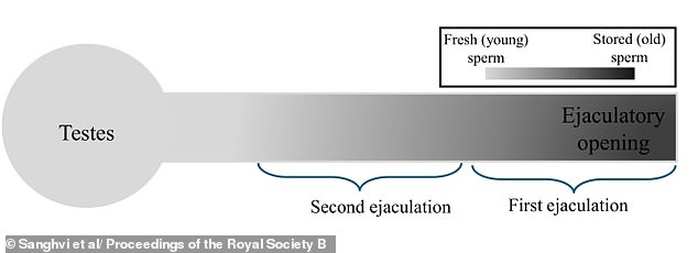 Regular Ejaculation Linked to Improved Sperm Quality, Study Finds