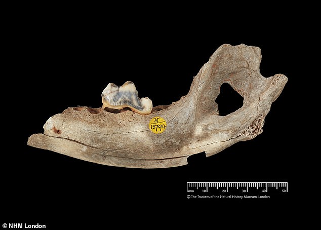 Rewriting History: 14,000-Year-Old Dog Jawbone in Somerset Reveals Earliest UK Evidence of Human-Canine Bond