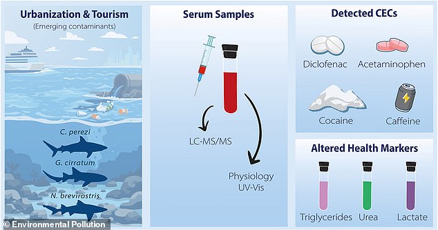Sharks in Bahamas Found with Cocaine, Caffeine: Human Waste Seeping into Oceans