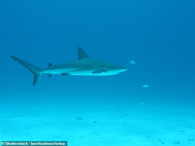Sharks in Bahamas Found with Cocaine, Caffeine: Human Waste Seeping into Oceans