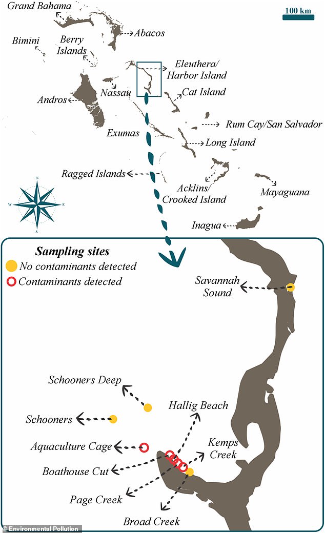 Sharks in Bahamas Found with Cocaine, Caffeine: Human Waste Seeping into Oceans