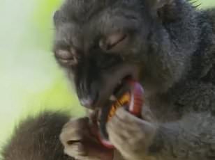 Sharks in Bahamas Found with Cocaine, Caffeine: Human Waste Seeping into Oceans