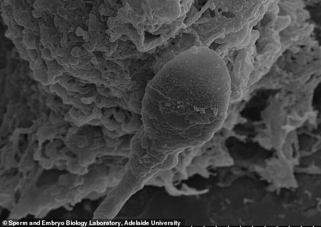 Microgravity Hinders Human Sperm Navigation: A Critical Challenge for Space Colonization