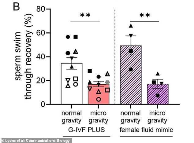 Microgravity Hinders Human Sperm Navigation: A Critical Challenge for Space Colonization