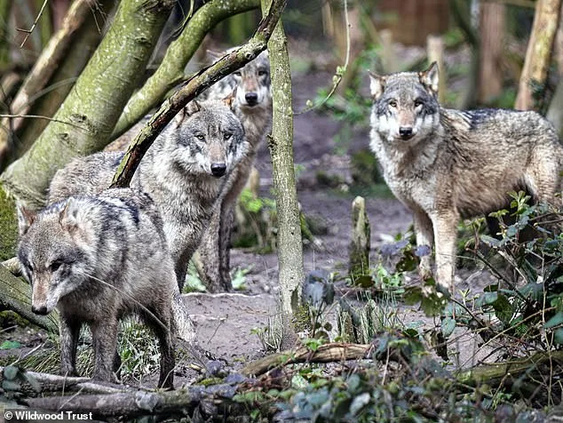 Wildwood Trust Euthanizes Wolves as Last Resort Amid Aggression and Health Crises, Drawing Debate