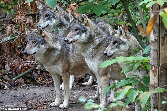Wildwood Trust Euthanizes Wolves as Last Resort Amid Aggression and Health Crises, Drawing Debate