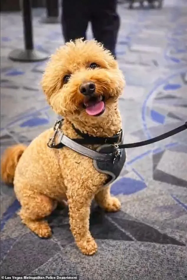 Bench Warrant Issued for Las Vegas Woman Who Abandoned Dog at JetBlue Airport