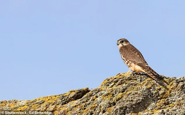 Hundreds of UK Species Face Extinction in 20 Years: Urgent Climate Action Needed