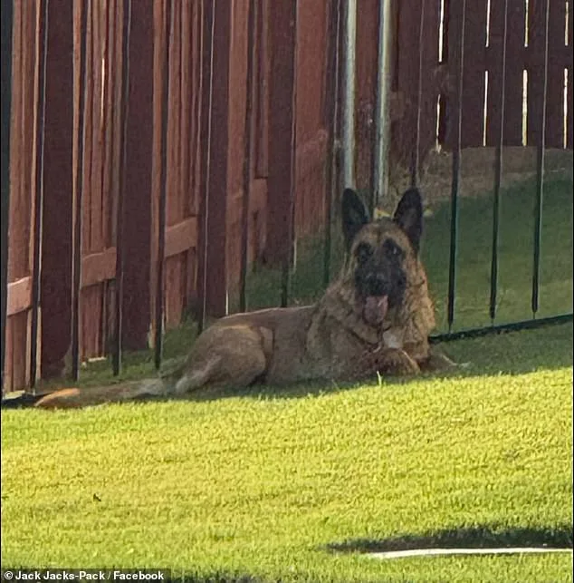 German Shepherd Abandoned in Sweltering Austin Heat as Owner Flees, Sparking Outrage and Rescue Efforts