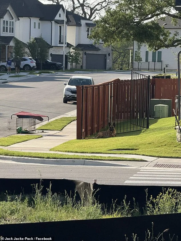 German Shepherd Abandoned in Sweltering Austin Heat as Owner Flees, Sparking Outrage and Rescue Efforts