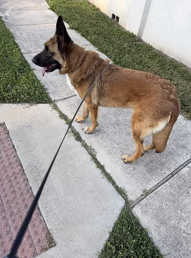 German Shepherd Abandoned in Sweltering Austin Heat as Owner Flees, Sparking Outrage and Rescue Efforts