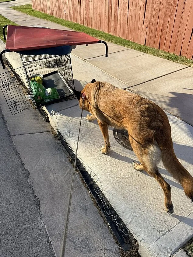 German Shepherd Abandoned in Sweltering Austin Heat as Owner Flees, Sparking Outrage and Rescue Efforts