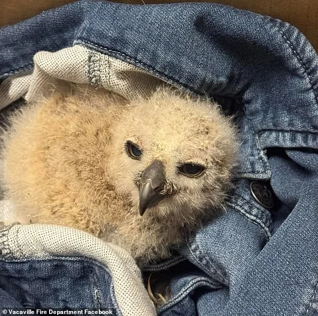 Heartwarming Rescue of Baby Great Horned Owl by California Firefighters