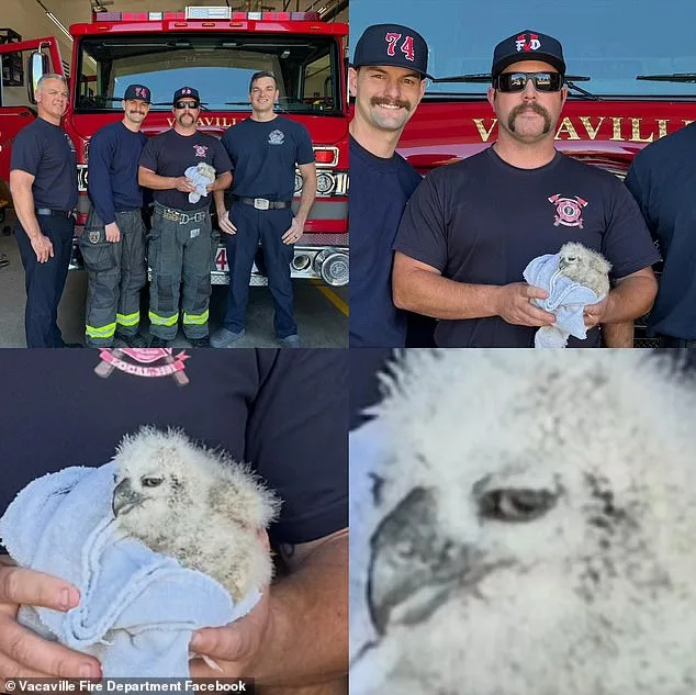 Heartwarming Rescue of Baby Great Horned Owl by California Firefighters