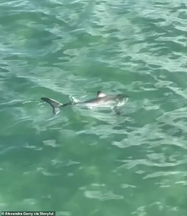 Young Fisherman's Daring Rescue of Juvenile Great White Shark Captured on Video at California Pier