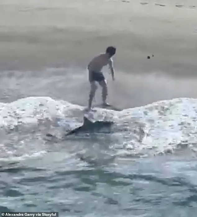 Young Fisherman's Daring Rescue of Juvenile Great White Shark Captured on Video at California Pier