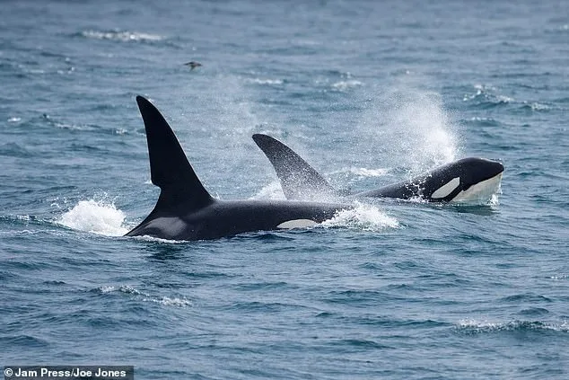 Wildlife Explorer Steve Backshall Witnesses Rare Killer Whale Encounter Near Cornwall
