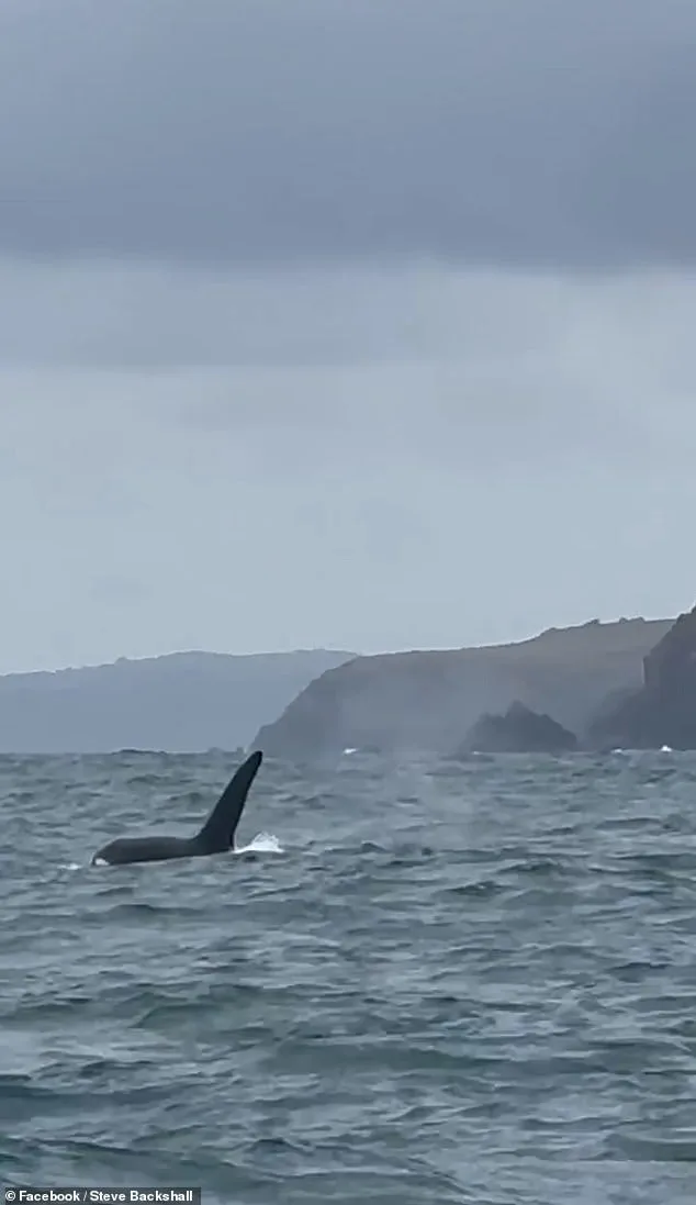 Wildlife Explorer Steve Backshall Witnesses Rare Killer Whale Encounter Near Cornwall