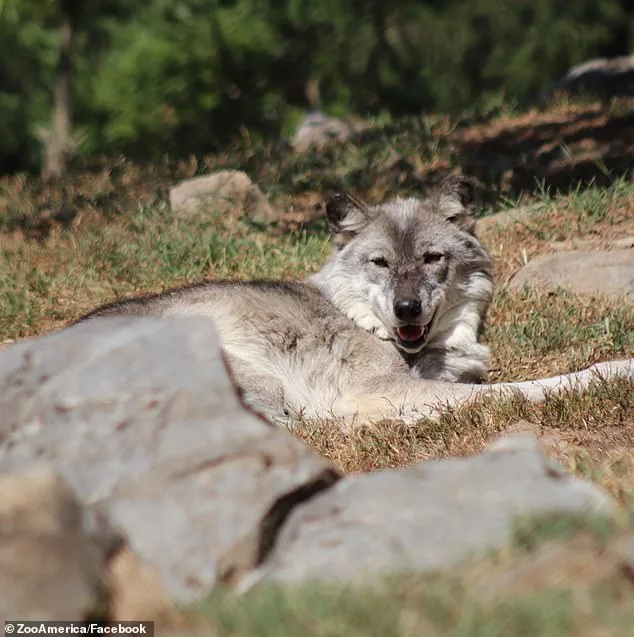 Toddler Injured by Wolf at Pennsylvania Zoo as Parents Were Distracted by Cellphones