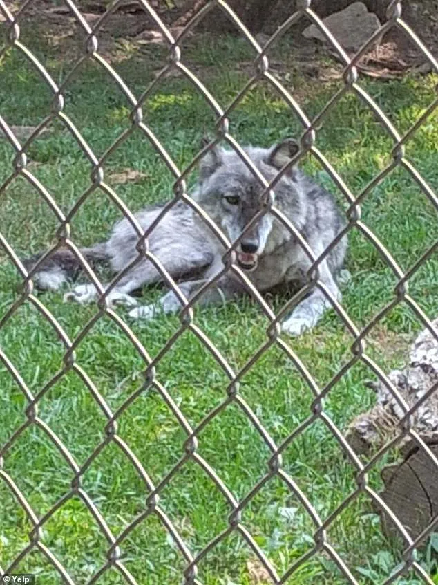 Toddler Injured by Wolf at Pennsylvania Zoo as Parents Were Distracted by Cellphones