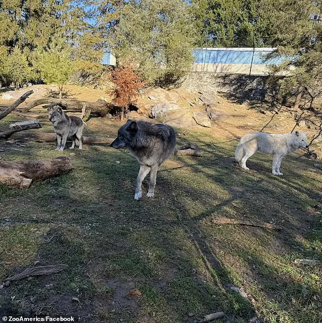 Toddler Injured by Wolf at Pennsylvania Zoo as Parents Were Distracted by Cellphones