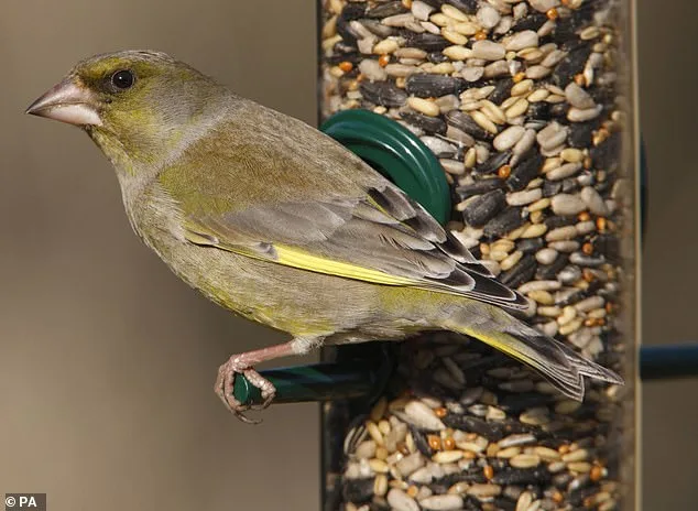 Greenfinch Population Plummets 67% Due to Parasitic Disease from Bird Feeders