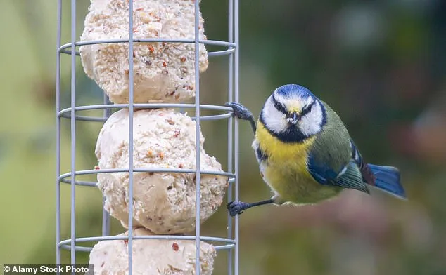 Greenfinch Population Plummets 67% Due to Parasitic Disease from Bird Feeders