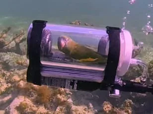 Greenfinch Population Plummets 67% Due to Parasitic Disease from Bird Feeders