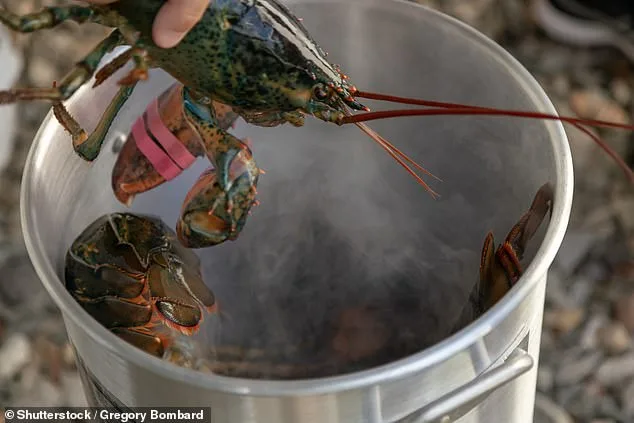Scientists Urge Immediate Ban on Boiling Lobsters Alive After Study Shows They Feel Pain Like Humans