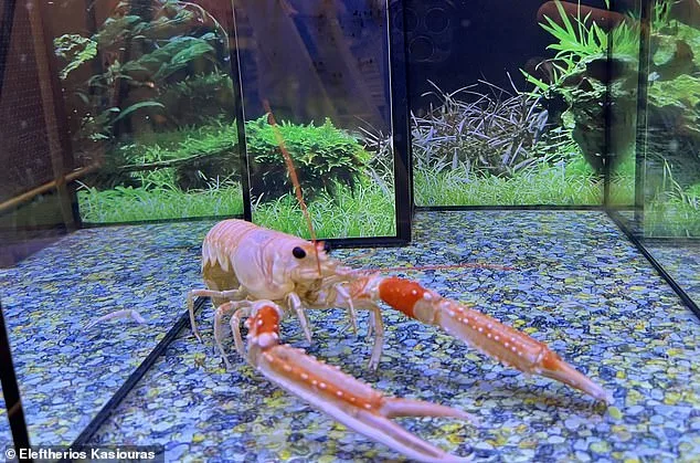 Scientists Urge Immediate Ban on Boiling Lobsters Alive After Study Shows They Feel Pain Like Humans