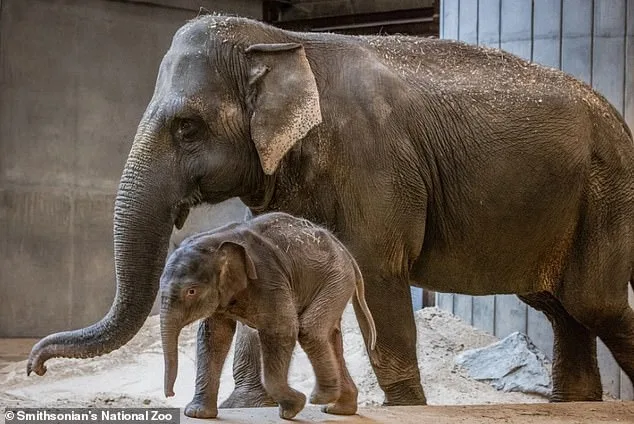 Heartbreaking: Newborn Elephant Rejection Goes Viral.