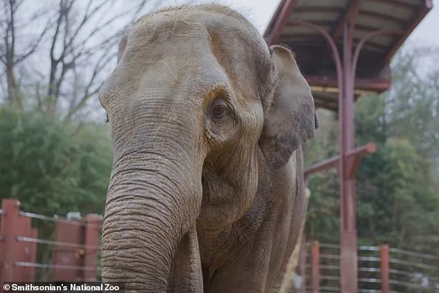 Heartbreaking: Newborn Elephant Rejection Goes Viral.